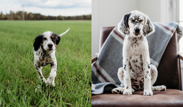 Two photos of Nicole's dogs.